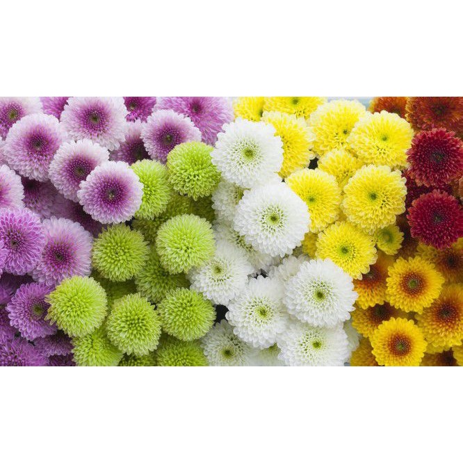 Cúc calimero đủ màu- cây giống lên bầu đảm bảo