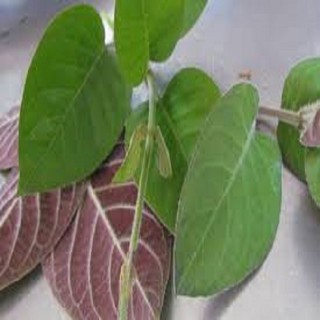 CHẬU CÂY GIỐNG CÂY LÁ MƠ LÔNG TÍM (MƠ LÔNG TAM THỂ LÁ MÀU TÍM)