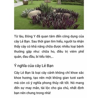 Cây lẻ bạn ( sò huyết, dứa tím 1 cây)