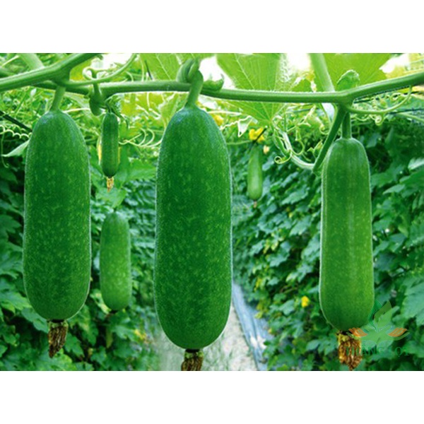Seeds melon lemon F1, high yield (pack 15 seeds)-shallow gold