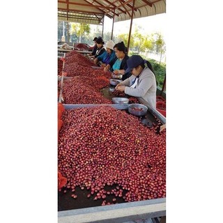 600g Cà Phê Hạt Robusta Nguyên Chất Rang Mộc 100% (chuyên cây giống)