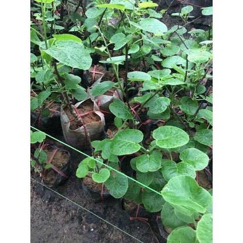 Cây kiwi ruột vàng (phuongboutiquedk)