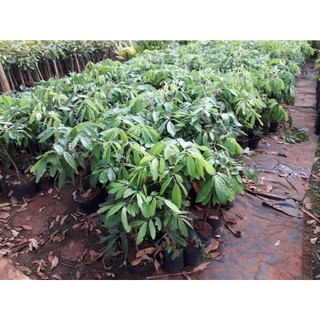 CÂY GIỐNG NHÃN LONG PHỤNG CHÂU[ GIỐNG MỚI SIÊU NĂNG SUẤT - 100% GIỐNG CHUẨN ] [ RẺ HƠN HOÀN TIỀN ]