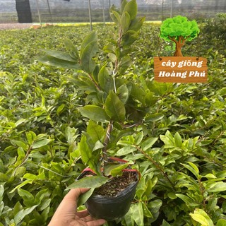 Cây mai vàng bon sai mini (1 chậu)