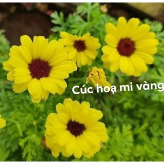 Cúc hoạ mi vàng cánh kép