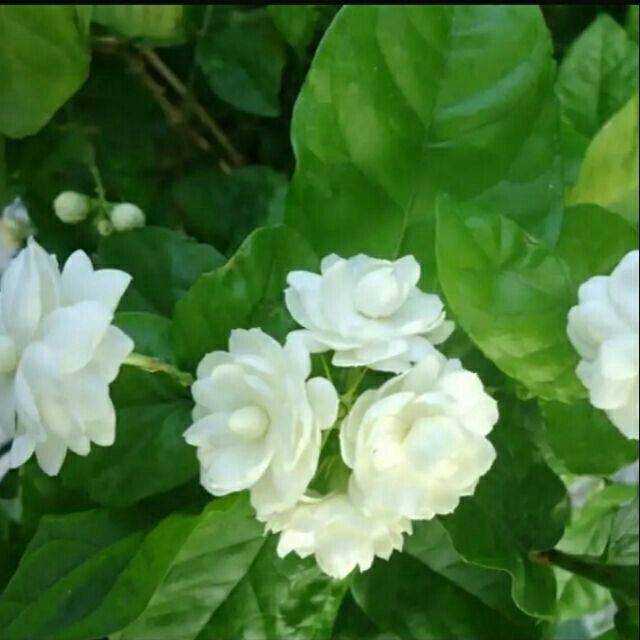 Hạt Giống Hoa Nhài -