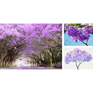 Hạt giống hoa phương tím ( gói 5 hạt ) -[hoa đẹp, hương thoảng - dễ trồng, phát triển nhanh]