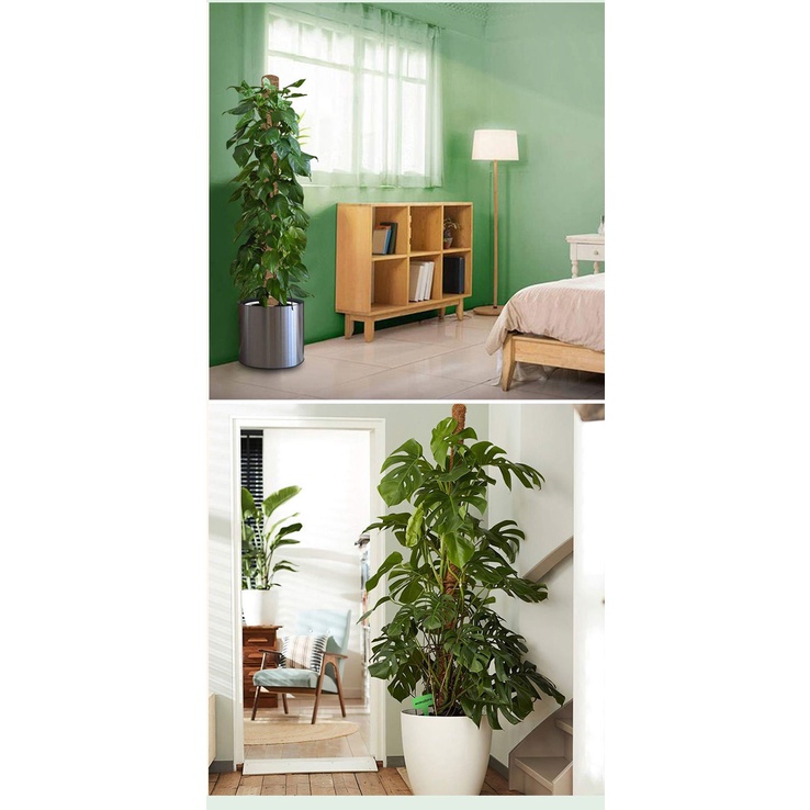 Thanh hỗ trợ cây monstera deliciosa Mới Thanh sợi dừa cột cọ epipremnum aureum trong cột leo cây leo