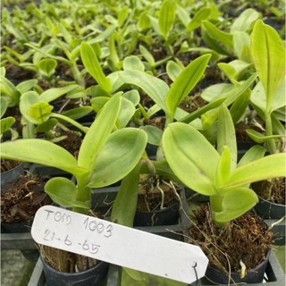 [Siêu Sale] denro tom sổ chớp 5% cây giống