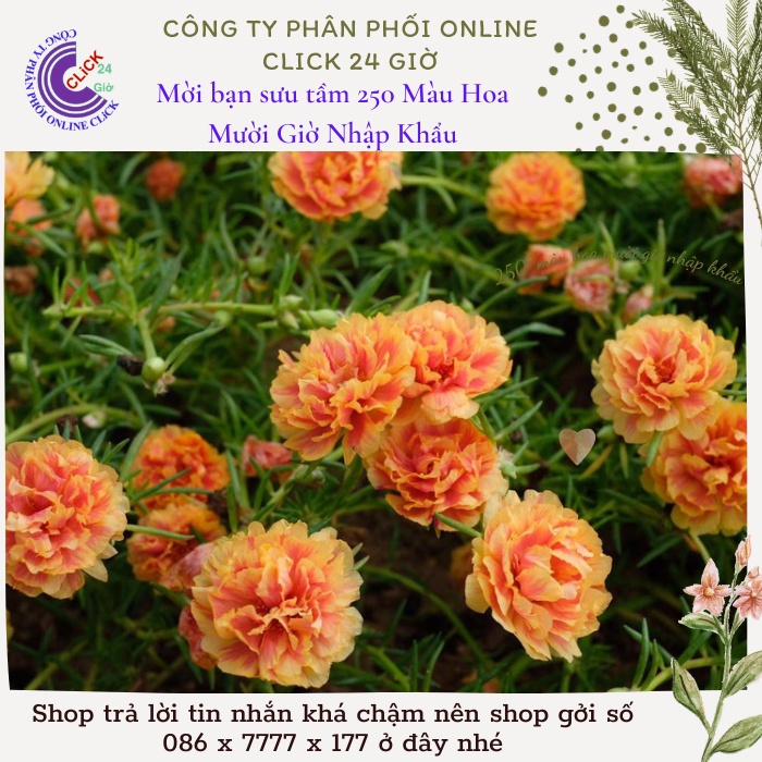 Hoa Mười Giờ Thái Kép Màu Vàng Mật Ong Cành Giống Bộ Sưu Tập Hơn 30 Màu Tiểu Hoa Hồng