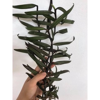Hoa Lan phượng vỹ(3 cây)