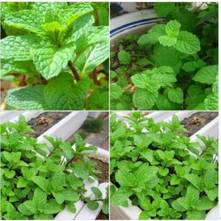 Hạt giống húng bạc hà - dễ trồng cũng rất dễ chăm sóc