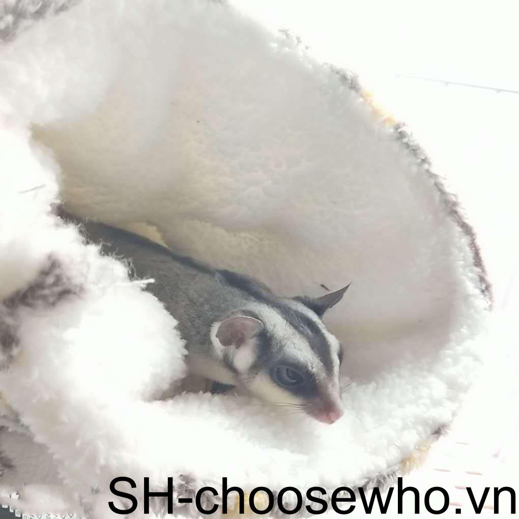 Bộ 2 Võng Treo Mềm Mại Thoải Mái Kích Thước Nhỏ Kèm Móc Đa Năng Siêu Bền Cho Thú Cưng