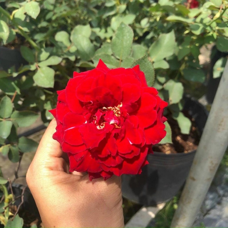 Hoa hồng siêu bông cây trồng bầu C8 cao khoảng 30 cm tượng trưng cho tình yêu vĩnh hằng, mối tình cảm cao quý và sâu đậm