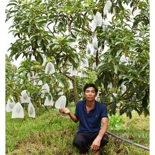 CÂY GIỐNG BƠ SÁP LÙN THANH SƠN