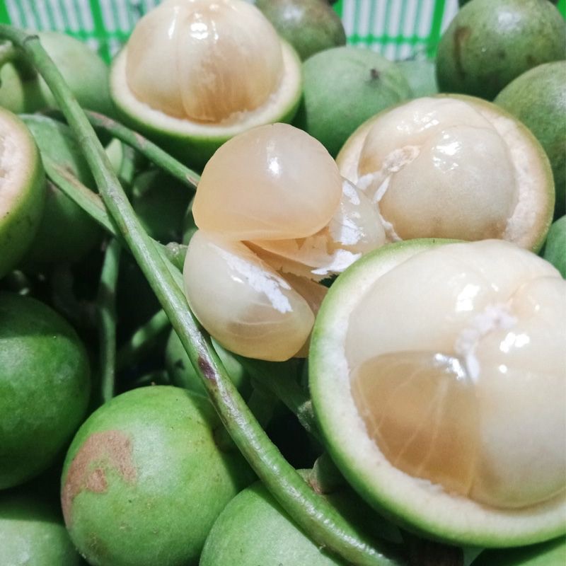 Cây dâu da xanh  ghép cành cao 40-70 cm 1 năm ra quả