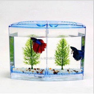Bể cá betta mini 2 ngăn tháo lắp - Hồ cá betta