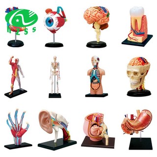 Mô hình cơ thể người y tế-torso bộ phận có thể tháo rời mô hình cơ quan giáo dục cho học sinh lớp học