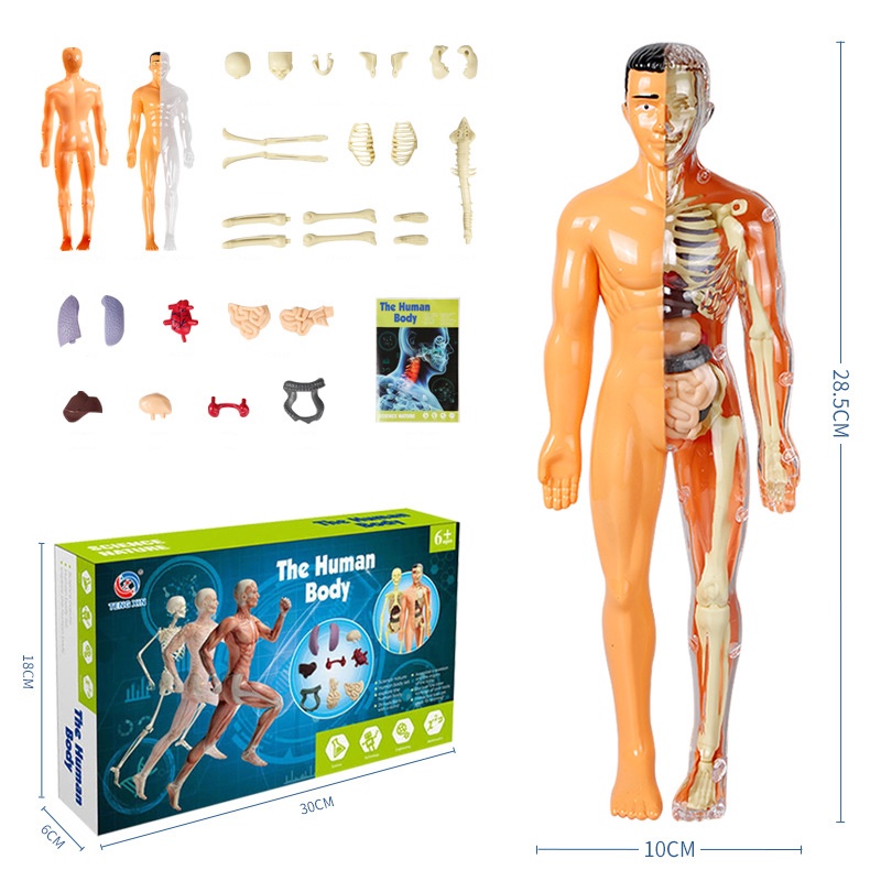 MINI 3D MINIATURE HUMAN BODY MODEL ANATOMY DISPLAY ORGAN ASSEMBLY HUMAN SKELETON SCIENCE SAINS MODEL