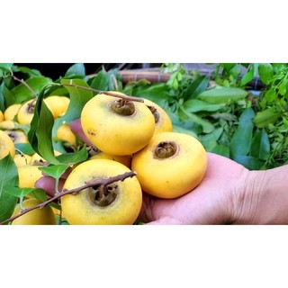 CÂY THỊ THƠM LÙN_ CÂY CAO 20-30CM