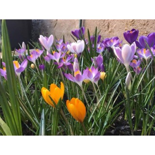 1 Củ hoa nghệ tây saffron