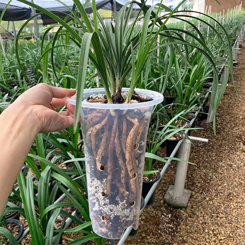 Chậu hoa lan trong suốt Chậu nhựa thoáng khí có lỗ cạnh chậu hoa lan đặc biệt chậu hoa làm vườn/tron