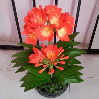 Củ hoa lan quân tử hoa tết