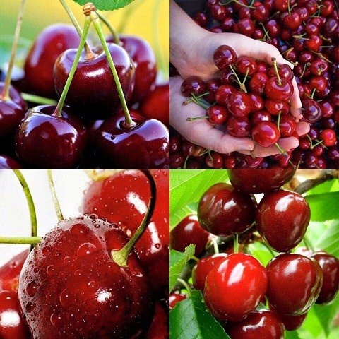 COMBO 5 GÓI HẠT GIỐNG CHERRY BRAZIL SIÊU QUẢ