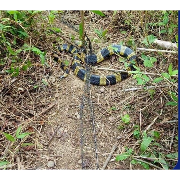 Lưới bẫy rắn thái lan mắt lỗ 4 phân. 1 tấm dài 10m Shop chú Tư