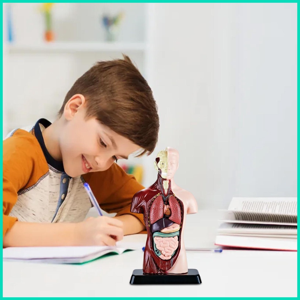 Bộ 6 Mô Hình Cơ Thể Người Torso Bằng PVC Dành Cho Học Sinh