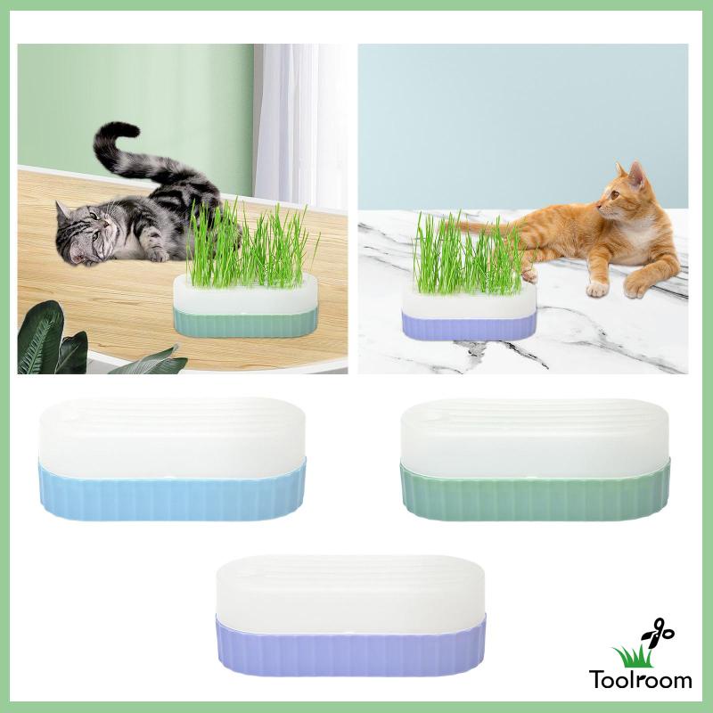 Khay Đựng Hạt Giống Mèo Kitty Cho Nhà Kính Văn Phòng