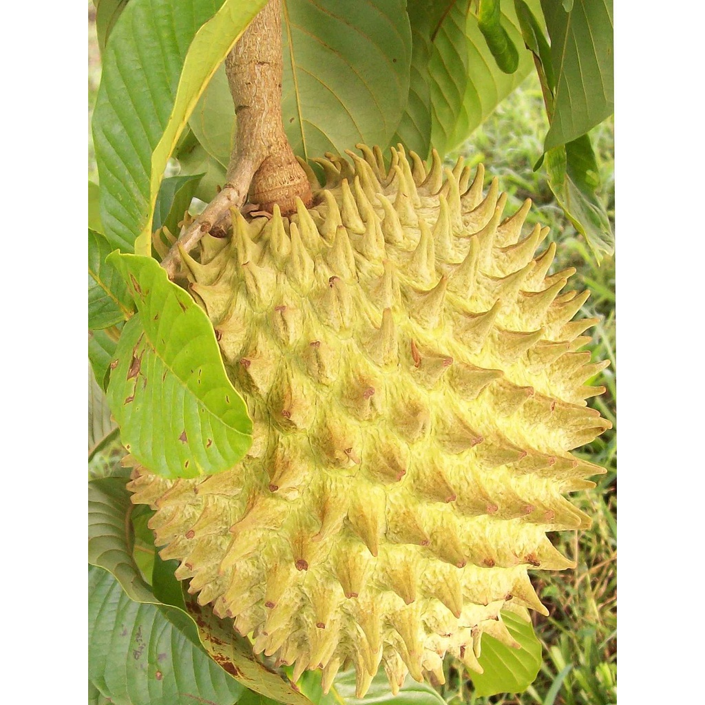 [Nhu_Mai_Garden]CÂY NA GAI (NA SỪNG ROLLINIA) NAM MỸ - cây giống nhập khẩu