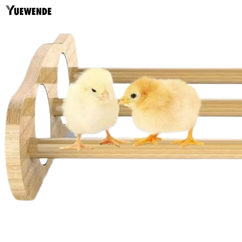 Dụng Cụ Huấn Luyện Gà Con Bằng Gỗ Kèm Gương Soi Tiện Lợi