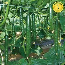 Hạt giống dưa chuột nhật - 1gr