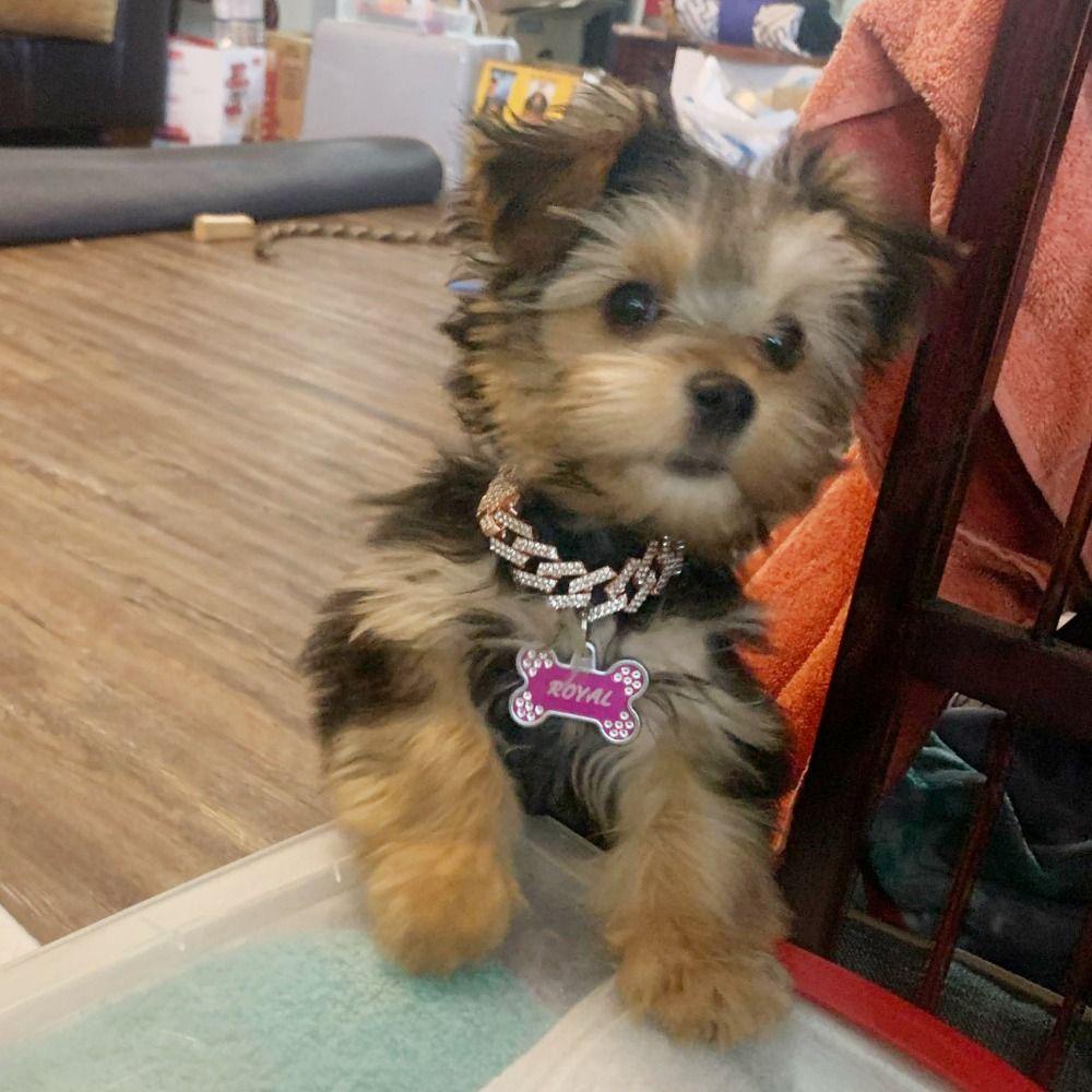 Vòng cổ Bằng Hợp Kim Không Gỉ Siêu Bền Cho Chó Cưng