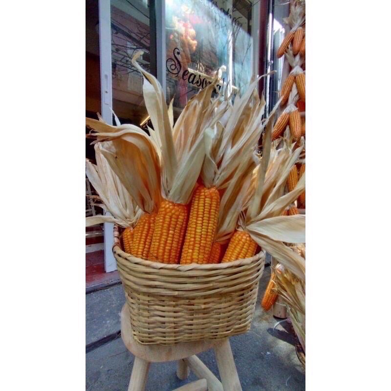 Trái bắp ngô khô decor ⚡ HÀNG LOẠI 1 ⚡ Trái bắp khô decor hàng thật - đồ decor trang trí nhà cửa độc lạ