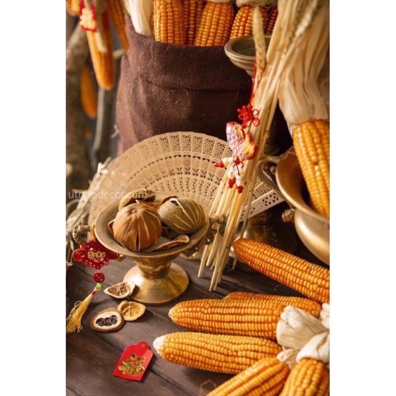 Trái bắp ngô khô decor ⚡ HÀNG LOẠI 1 ⚡ Trái bắp khô decor hàng thật - đồ decor trang trí nhà cửa độc lạ