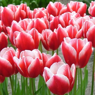 CỦ TULIP HÀ LAN - CỦ TO- TRỒNG ĐẤT VÀ THUỶ CANH - CHIU NHIỆT TỐT - TO KHOẺ DỄ TRỒNG