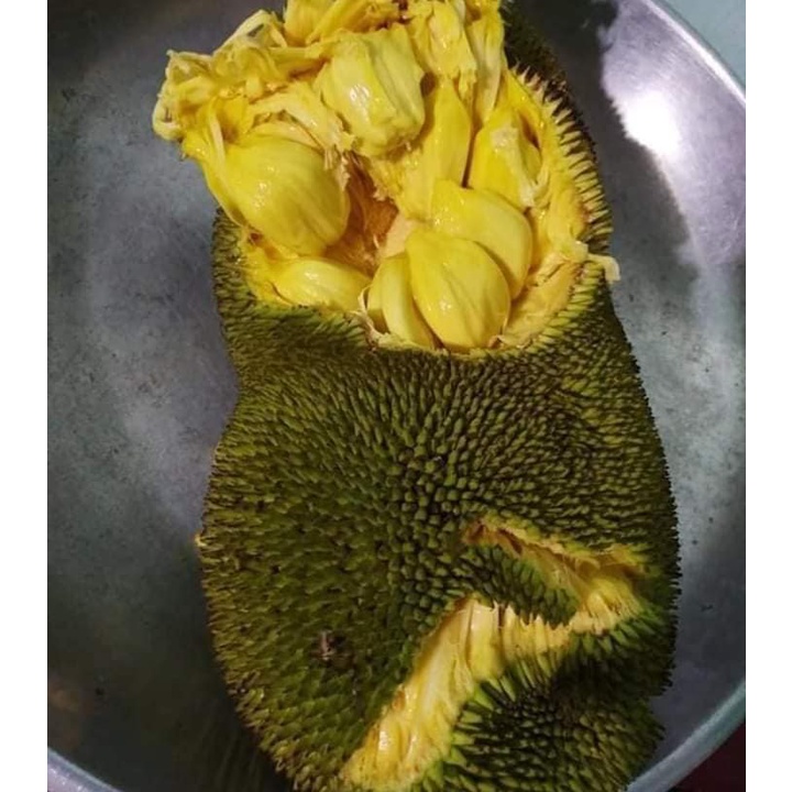 Cây Giống Mít ướt siêu sớm (cây ghép) (cây giống quỳnh anh)
