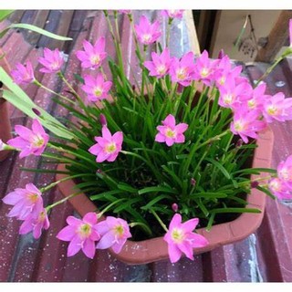 Củ huệ mưa mix màu- củ size to