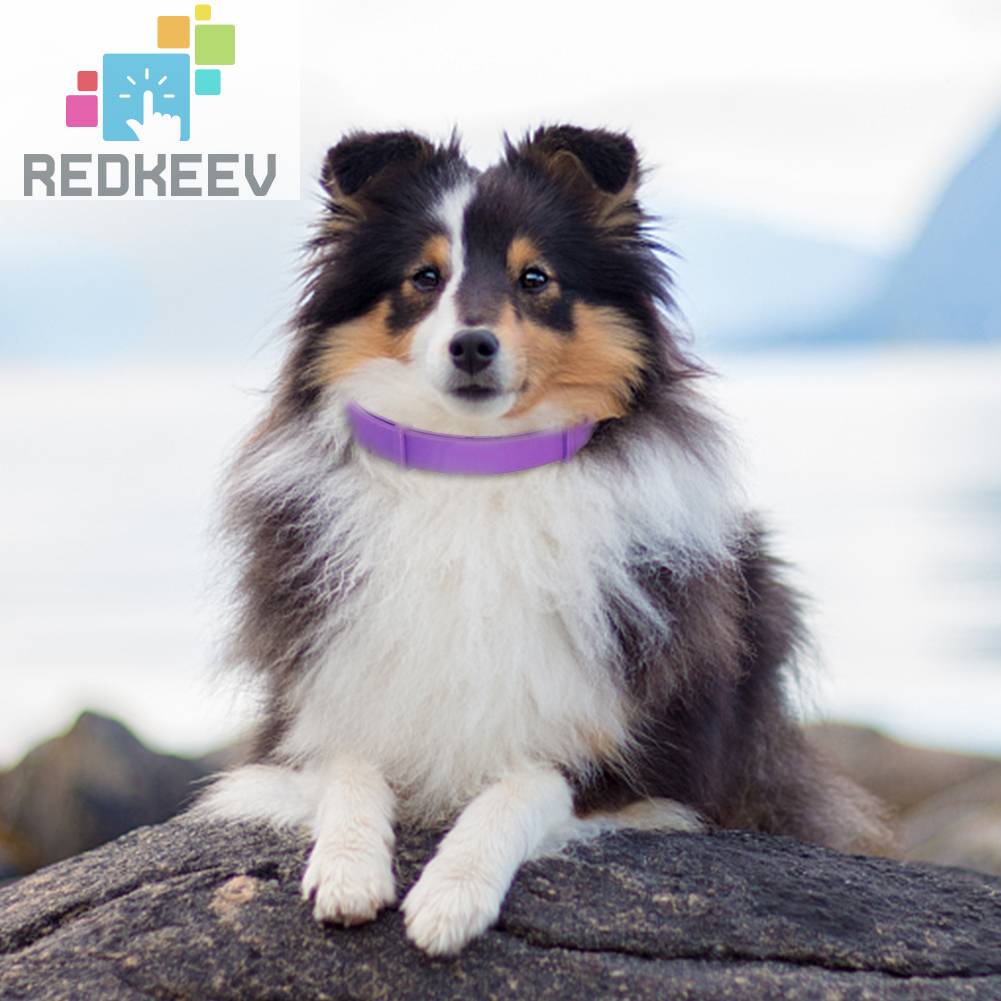 Vòng Cổ Thú Cưng Chống Nước 62cm