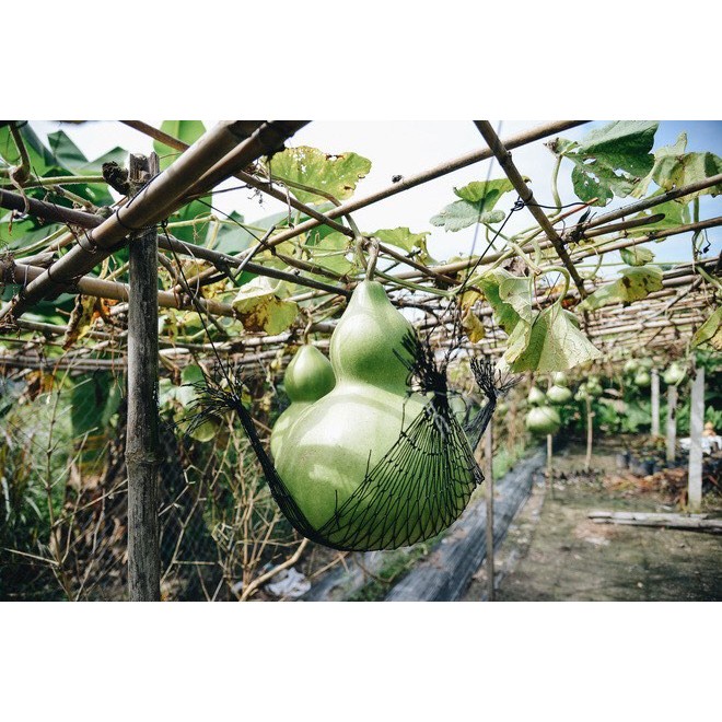 Hạt Giống Bầu Hồ Lô Khổng Lồ 50 hạt