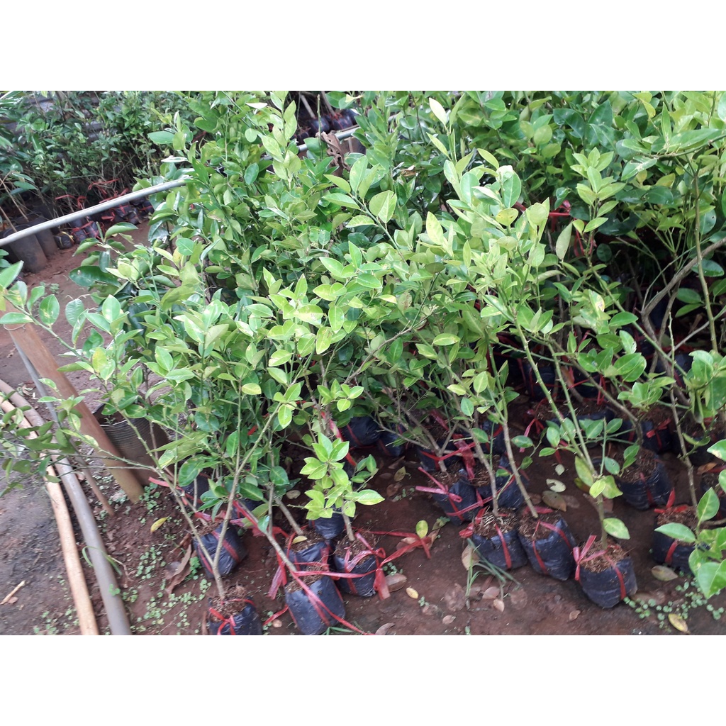 CÂY GIỐNG CHANH GIấY [ CÂY KHỎE, DỄ TRỒNG ] [J&T Express] [freeship xtra shopee]