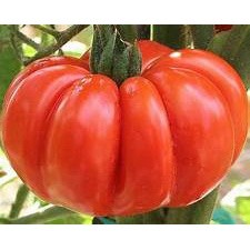 20h - hạt giống cà chua bí ngô the garden -shop quỳnh nga
