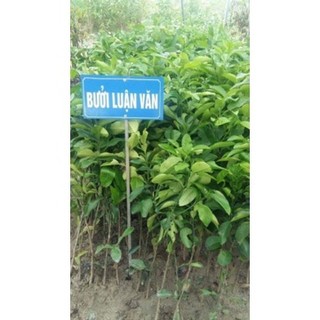 [Nhu_Mai_Garden] giống BƯỞI ĐỎ LUẬN VĂN