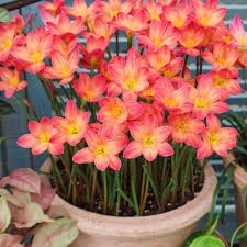 COMBO 10 CỦ HUỆ MƯA KÉP