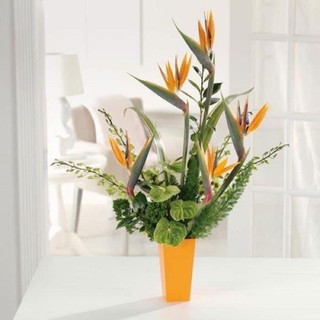 Củ hoa thiên điều sỉ 5k(set 5 củ)