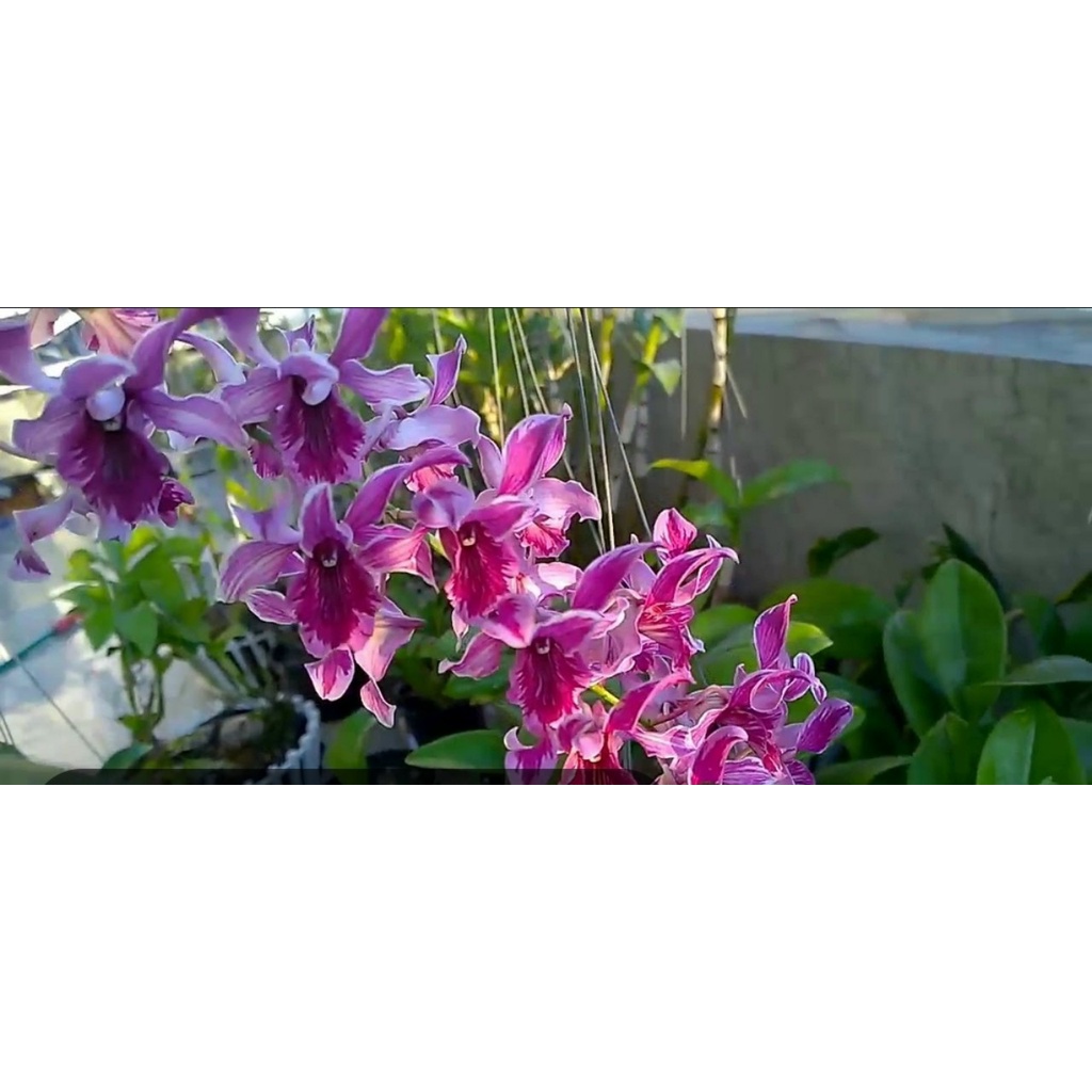 Denro Bò tím và bò tím số chớp 5% hàng cây giống