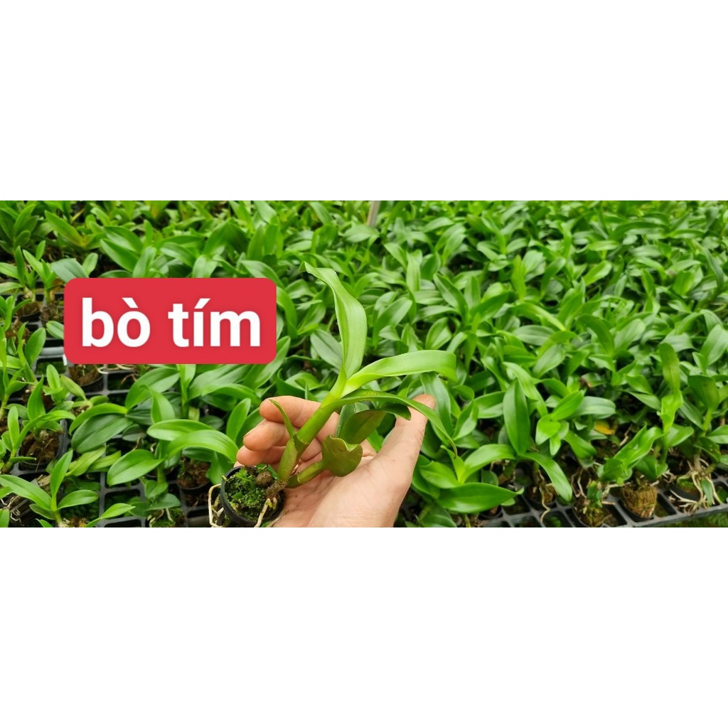 Denro Bò tím và bò tím số chớp 5% hàng cây giống