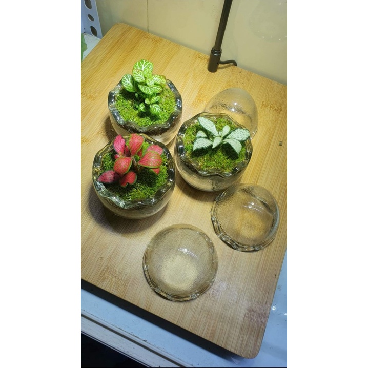 Hũ Terrarium hình trứng  làm quà tặng, vât trang trí để bàn , góc học tập